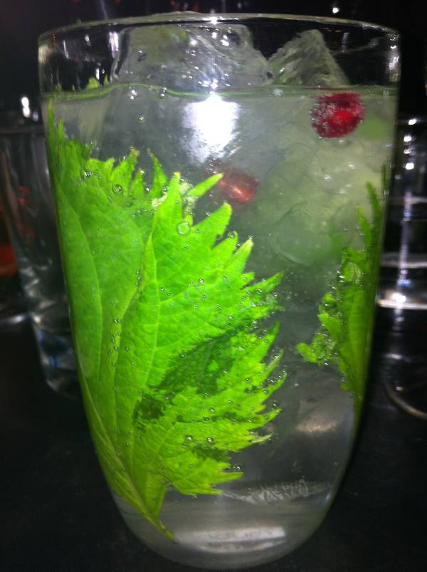 preparar gin tonic perfecto